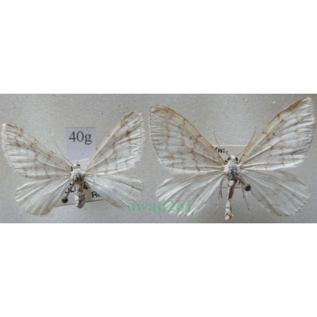 Mesotype verberata (Scopoli, 1763) pair Peryzoma żyłkowana Czech40g